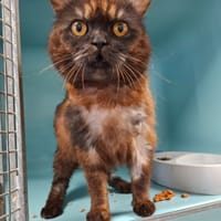 DUCHESSE-CHOUPETTE, chatte à adopter