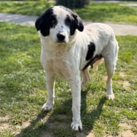 Daphné CAA14959, chienne à adopter