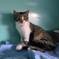 FREDDY, chat à adopter