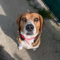 ROCKY, chien à adopter