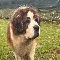 MONA, chienne à adopter