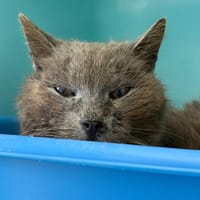 ALOY, chatte à adopter