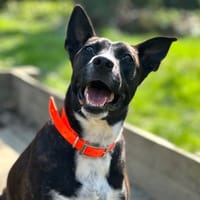 LOLA, chienne à adopter