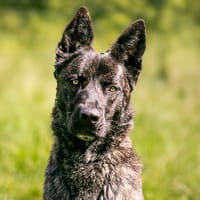 TYLA, chienne à adopter