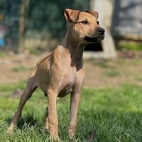 FAUVE [CHIOT], chien à adopter