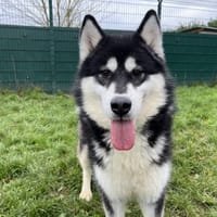 ACE, chien à adopter