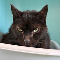 Shaanou, chat à adopter