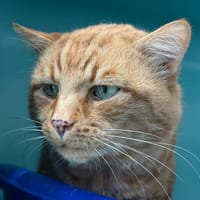 souriquet, chat à adopter