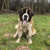 NEUTRON, chien à adopter