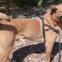 Gerico, chien à adopter