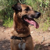 Gerico, chien à adopter