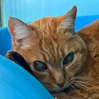 Maya, chatte à adopter