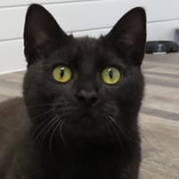 KIKAI, chatte à adopter