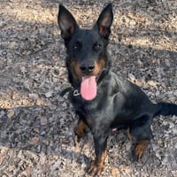 BLUE, chien à adopter