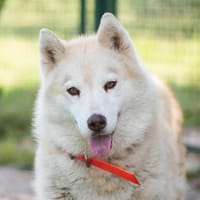 MYSTIK, chienne à adopter