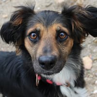 Gaya, chienne à adopter