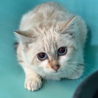 Delia, chatte à adopter