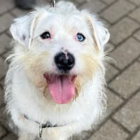 POPPY, chien à adopter