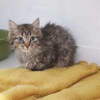 CALVIN, chat à adopter