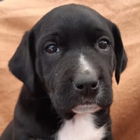 Zap, chien à adopter