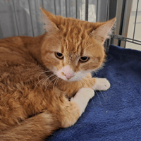 MANGOUSTE, chatte à adopter