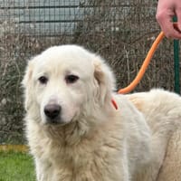 BAHIA, chienne à adopter