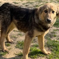 Dynam CAA14962, chienne à adopter