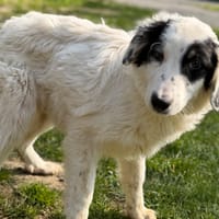 Drax CAA14964, chien à adopter