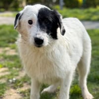 Drift CAA14961, chien à adopter