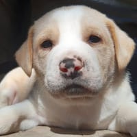 Zoom, chien à adopter