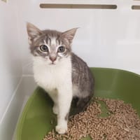 HOBBES, chat à adopter