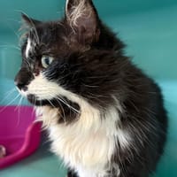 Eugène, chat à adopter