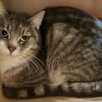 GOBI, chatte à adopter