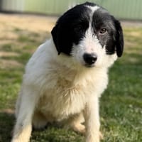 Dune CAA14960, chienne à adopter