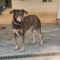 SNOOP, chien à adopter