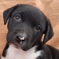 Zizanie, chienne à adopter