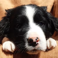 Zouk, chien à adopter