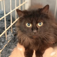 NENETTE, chatte à adopter
