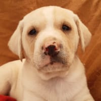 Zen, chien à adopter