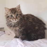 CLEO, chatte à adopter
