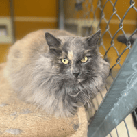 ELFE A17263, chatte à adopter