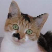 MOUCHE, chatte à adopter