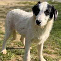 Drako CAA14963, chien à adopter
