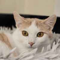 aulne, chat à adopter