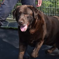 OLIVER, chien à adopter