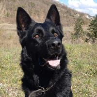 Arko, chien à adopter