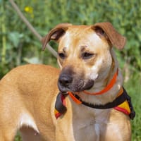 LEELA HAA24731, chienne à adopter