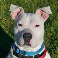 SYBELLE, chienne à adopter