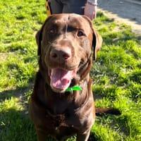 PETIT BLUE, chien à adopter