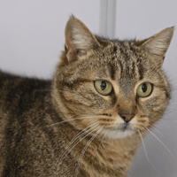 BRINDILLE, chatte à adopter